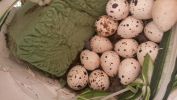 PICTURES/Quail Babies - AKA Fuzz Balls on Toothpicks/t_Eggs1.jpg